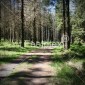 Wanderung durch den Harz Wald_2