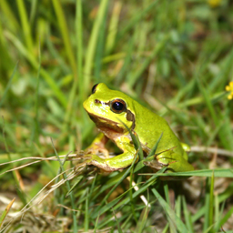 Tierwelt