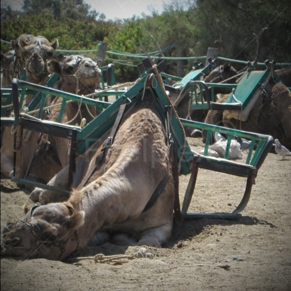 Dromedar Brüllen / Kamel