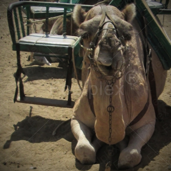 Dromedar Brüllen / Kamel