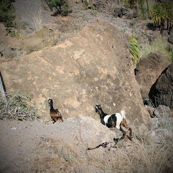 Bergziegen Glöckchen