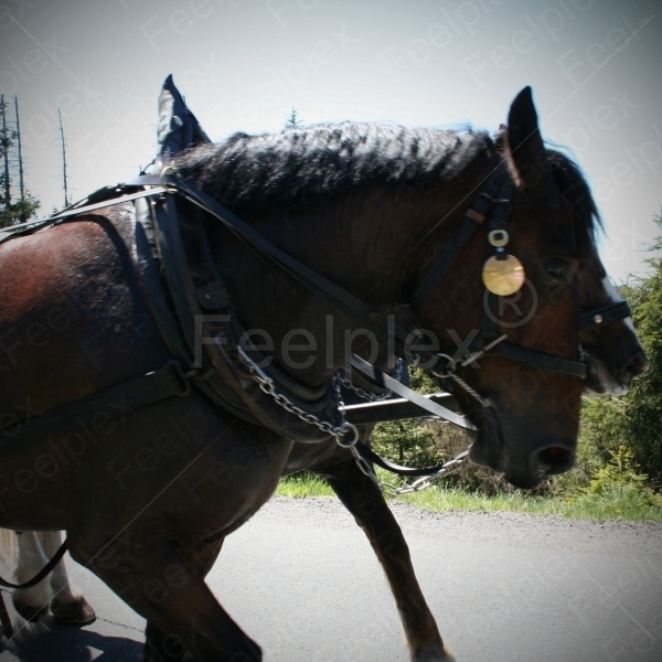 Pferde / Pferdekutsche Trab