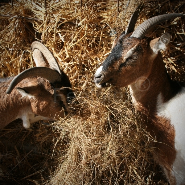 Schmatzen der Ziegen