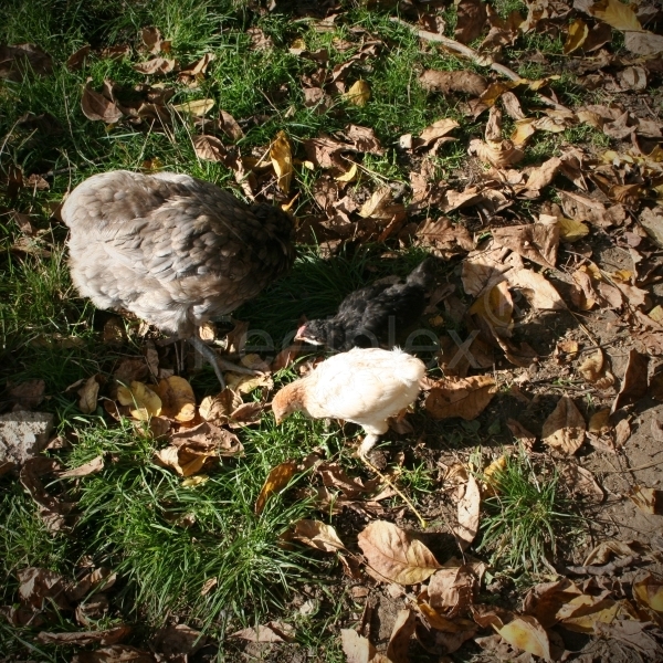 Kikeriki im Hühnerstall