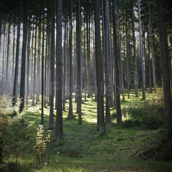 Eulenberg-Wald