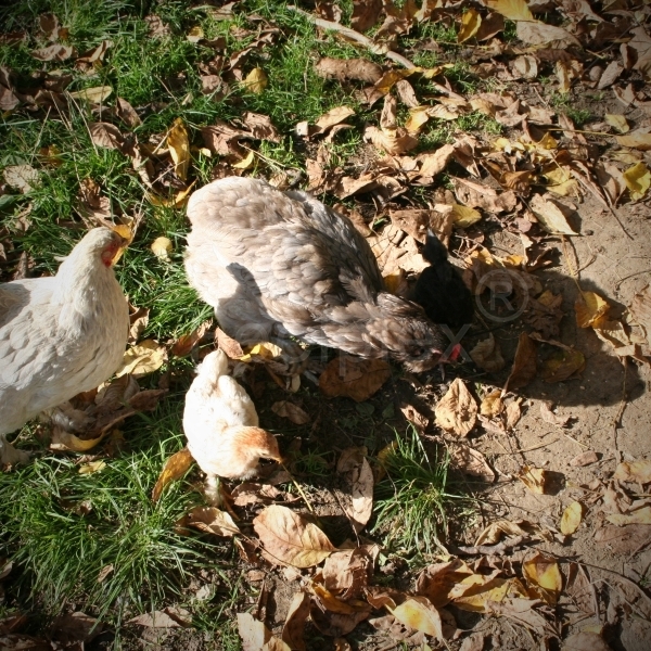 Kikeriki im Hühnerstall