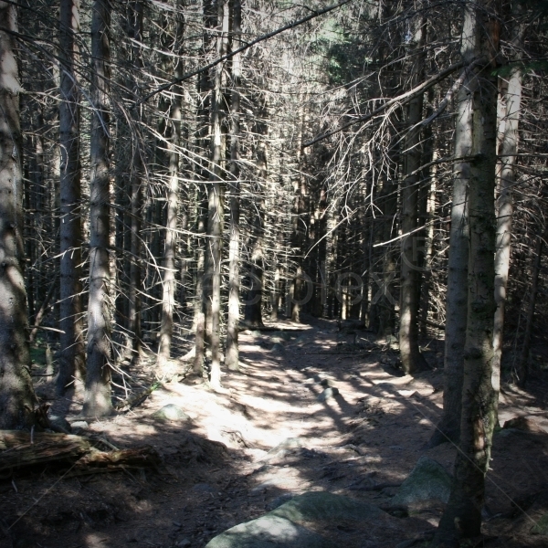Der Wald am Brocken