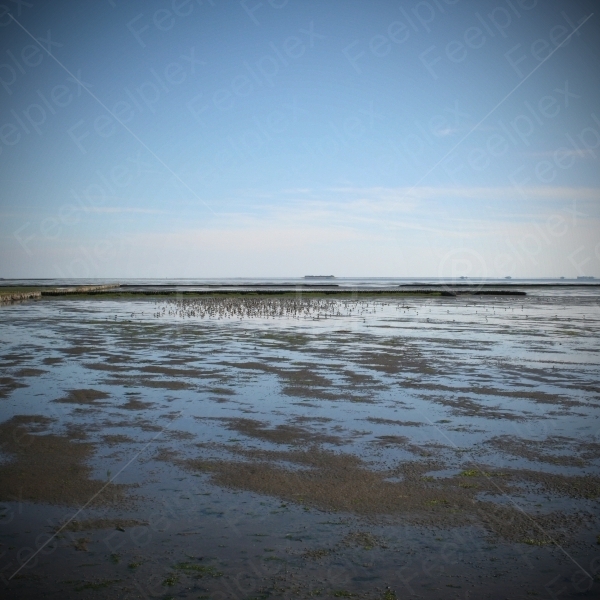 Vogelschwärme im Wattenmeer