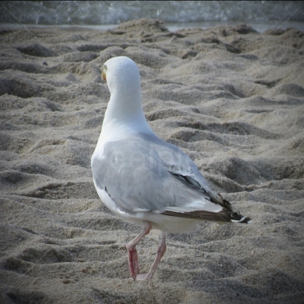 Heringsmöwe im Wattenmeer