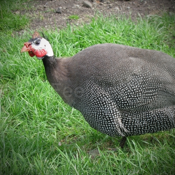 Helmperlhuhn Gackern
