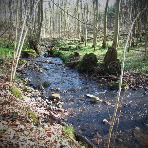 Wasserbach im Genner Hoel Wald