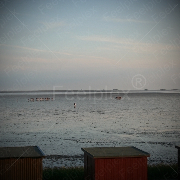 Barfuß-Wanderung im Watt