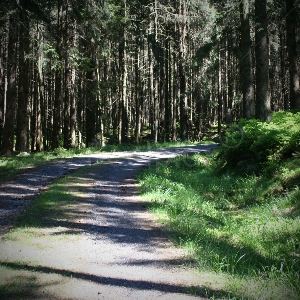 Wanderung durch den Harz