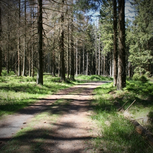 Wanderung durch den Harz