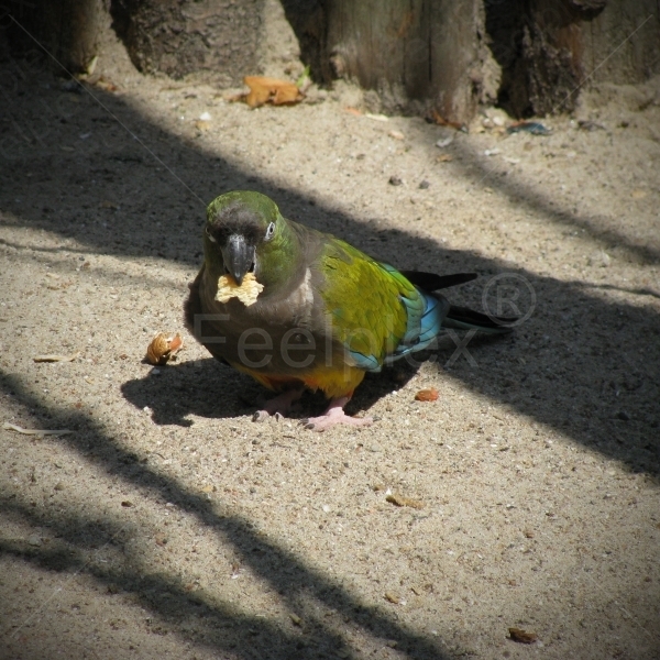 Diskussionen der Felsensittiche