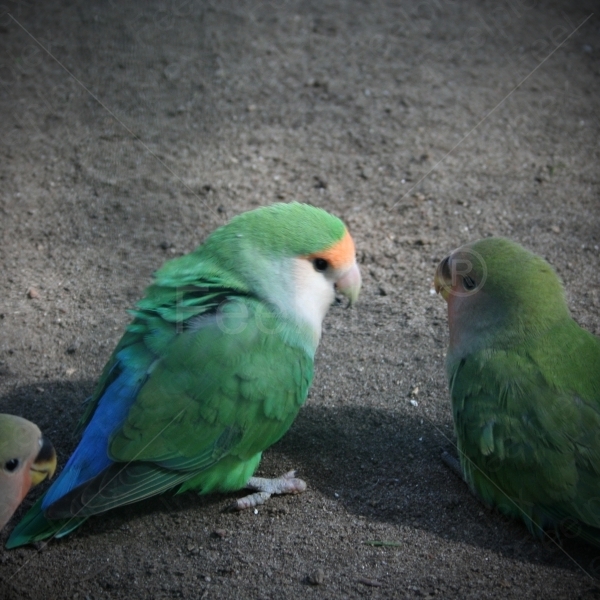 Rosenköpfchen / Lovebird