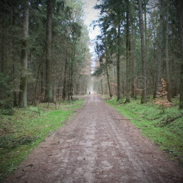 Möllner Wald