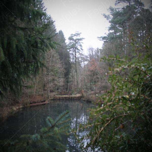 Jesteburger Wald am Morgen