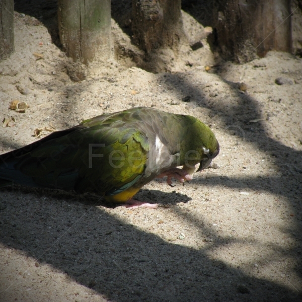 Diskussionen der Felsensittiche