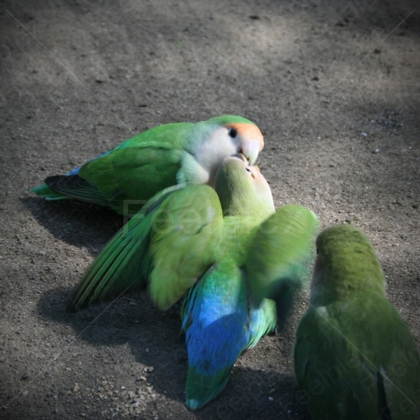 Rosy-faced Lovebird / Lovebird