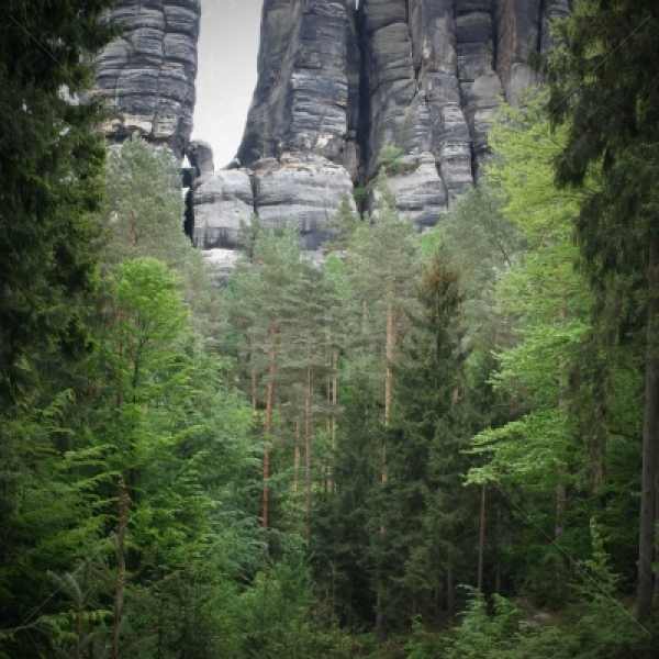 Wandern im Wald - Sächsische Schweiz