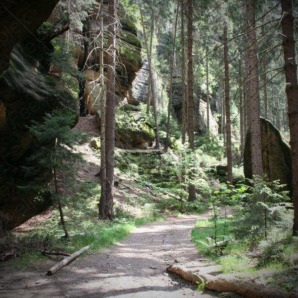 Waldgeräusche der Sächsischen Schweiz