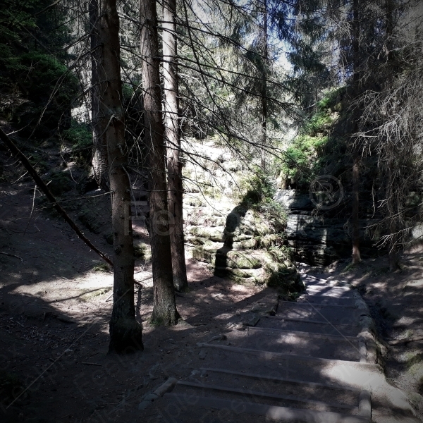 Wanderschritte im Wald