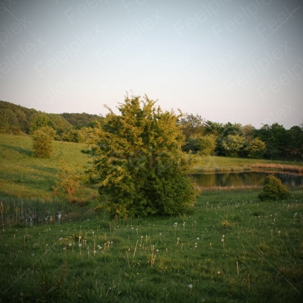 Froschkonzert im Naturschutzgebiet Winderatter See