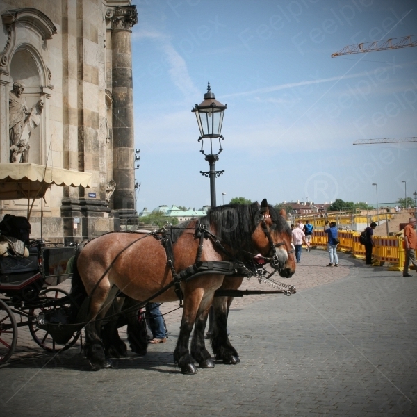 Romantische Kutschenfahrt