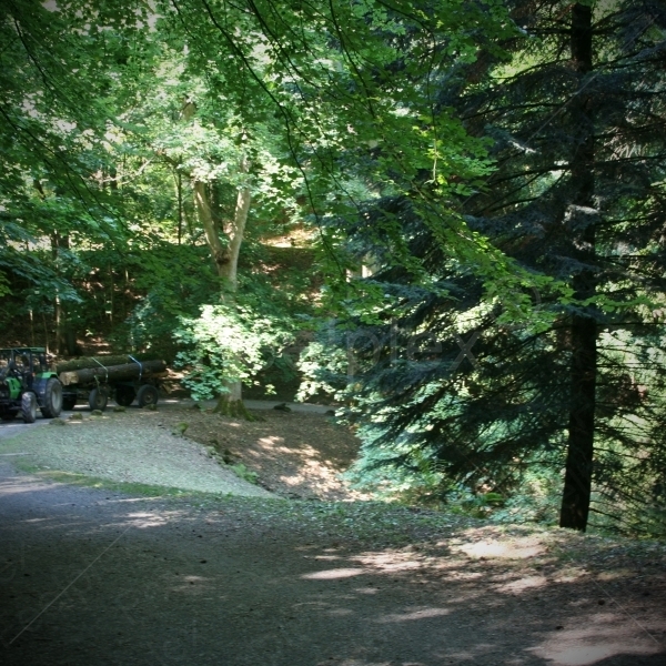 Traktorfahrt während der Holzarbeiten im Wald
