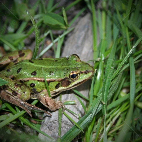 Chor der Teichfrösche und Vogelstimmen