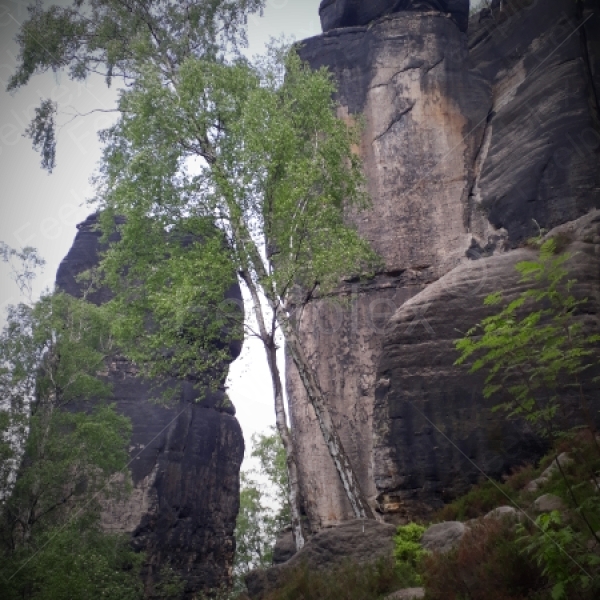 Wandern im Wald - Sächsische Schweiz