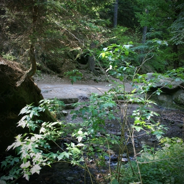 Der Wasserbach „Amselgrundbach“