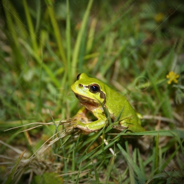 Froschkonzert im Naturschutzgebiet Winderatter See