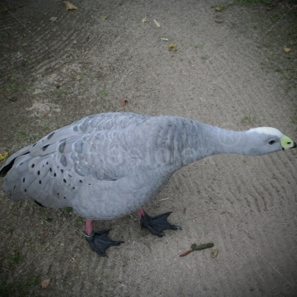 Die Hühnergans in ihrem Revier