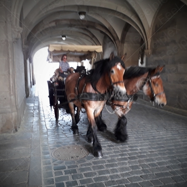 Galoppieren der Zweispänner