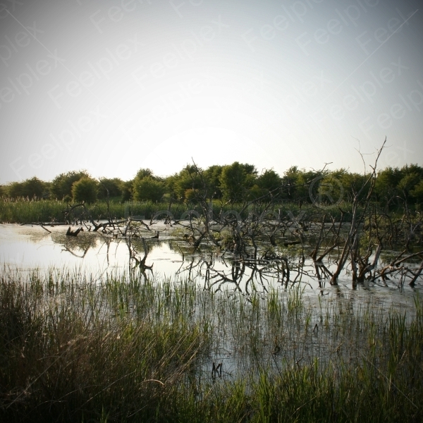 Sommerlicher Frühling am Winderatter See