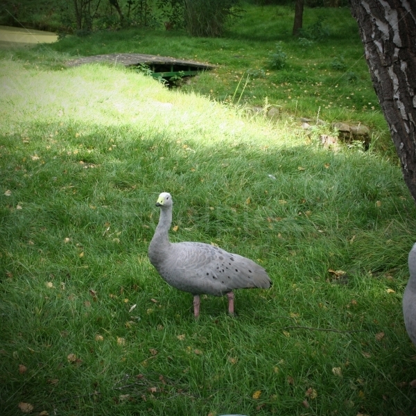 Die Hühnergans in ihrem Revier