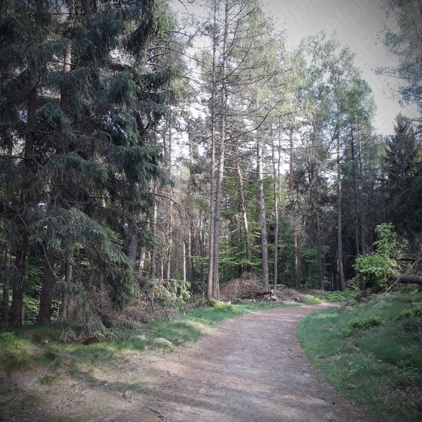 Der Regen im Nationalpark der Sächsischen Schweiz