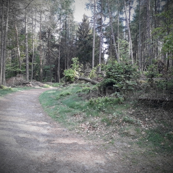 Der Regen im Nationalpark der Sächsischen Schweiz