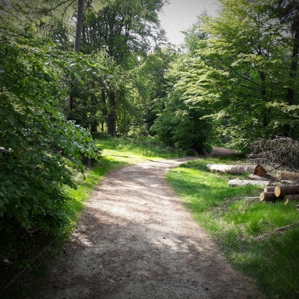 Wanderschritte im Wald