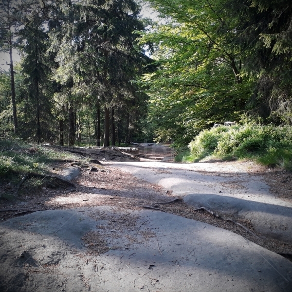 Felsenlandschaft der Sächsischen Schweiz