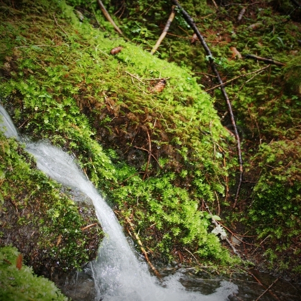 Wasserbach am Winkelbergsee