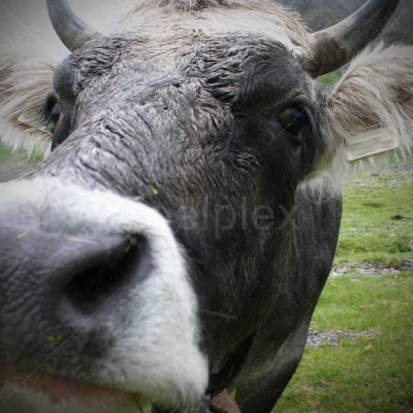 Klang der Bergwiesen