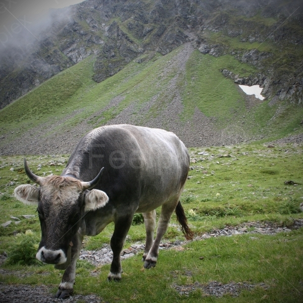 Klang der Bergwiesen