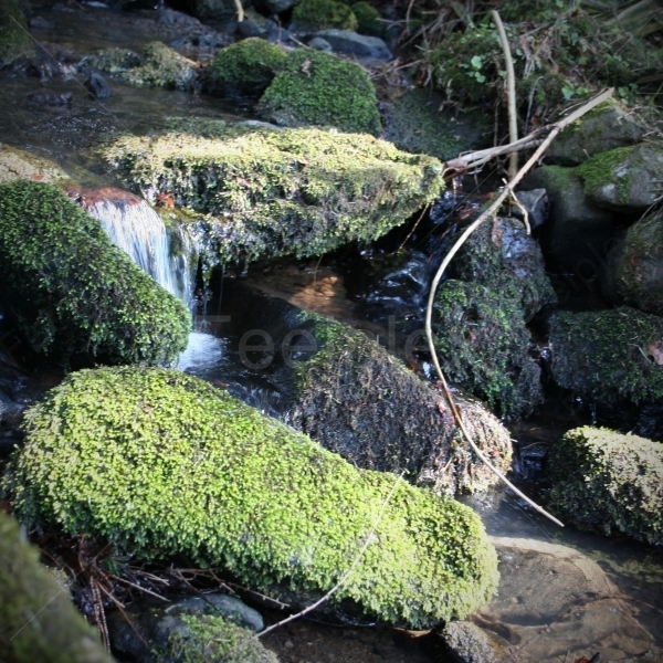 Wasserbach im Buchenwald der Rhönlandschaft