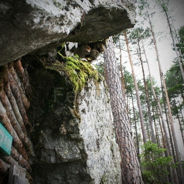 Hexenhöhle im Märchenwald