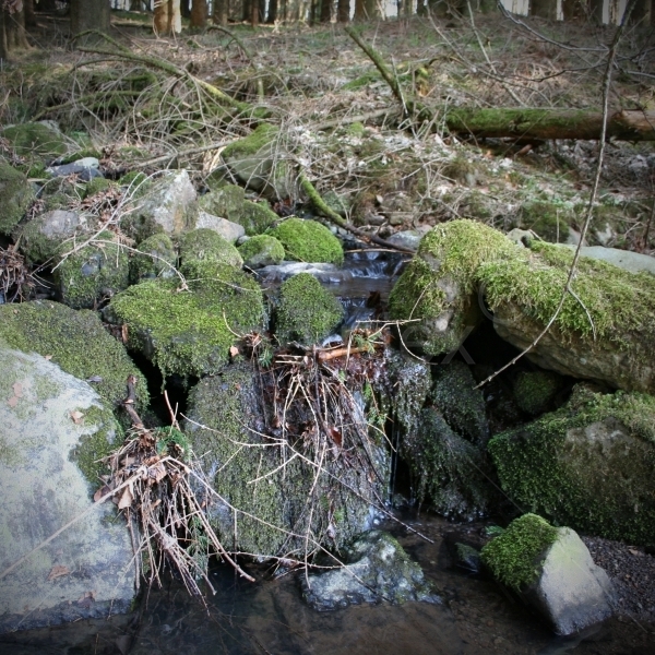 Wasserbach im Buchenwald der Rhönlandschaft