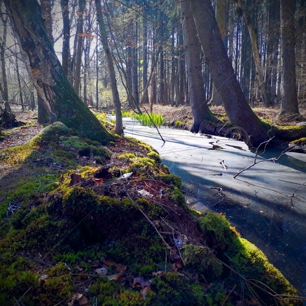 Naturwald Stodthagen