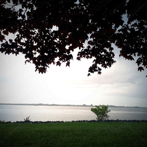 Regentropfen auf Ahornblättern